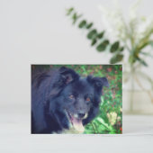 Carte Postale Bordure Collie souriant mignon chien (Debout devant)