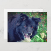 Carte Postale Bordure Collie souriant mignon chien (Devant / Derrière)