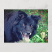 Carte Postale Bordure Collie souriant mignon chien (Devant)