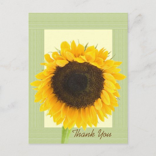 Carte Postale Bordure de Merci de tournesol (Devant)