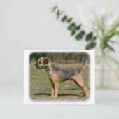 Carte Postale Bordure Terrier 9Y325D-033 (Debout devant)