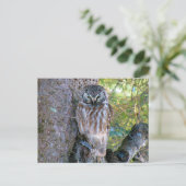 Carte Postale Boreal Owl Closeup Photo (Debout devant)