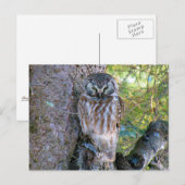 Carte Postale Boreal Owl Closeup Photo (Devant / Derrière)