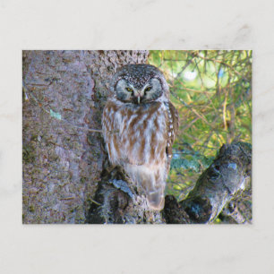 Carte Postale Boreal Owl Closeup Photo
