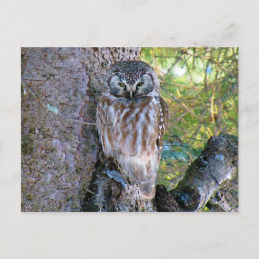 Carte Postale Boreal Owl Closeup Photo (Devant)