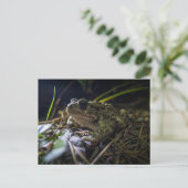 Carte Postale Boreal Toad (Debout devant)