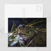 Carte Postale Boreal Toad (Devant / Derrière)
