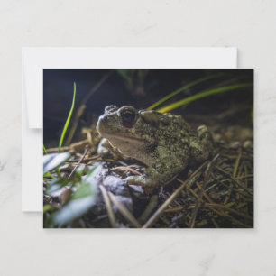 Carte Postale Boreal Toad