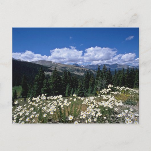 Carte Postale Boreas Pass blanc, Breckenridge fleurs (Devant)