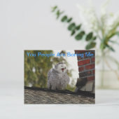 Carte Postale Bored Snow Owl (Debout devant)