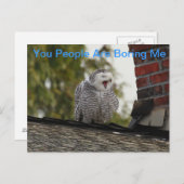Carte Postale Bored Snow Owl (Devant / Derrière)