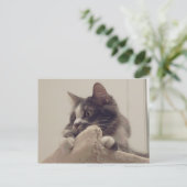 Carte postale Boris the Cute Nubber Kitty (Debout devant)