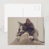 Carte postale Boris the Cute Nubber Kitty (Devant / Derrière)