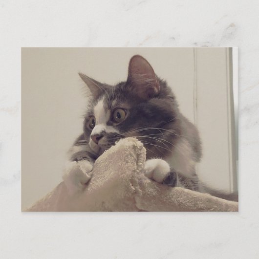 Carte postale Boris the Cute Nubber Kitty (Devant)