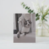 Carte postale Boris the Cute Nubber Kitty (Debout devant)