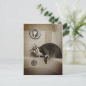Carte postale Boris the Cute Nubber Kitty (Debout devant)