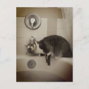Carte postale Boris the Cute Nubber Kitty