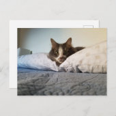 Carte postale Boris the Cute Nubber Kitty (Devant / Derrière)