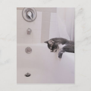 Carte postale Boris the Cute Nubber Kitty