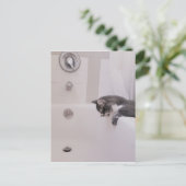 Carte postale Boris the Cute Nubber Kitty (Debout devant)