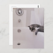 Carte postale Boris the Cute Nubber Kitty (Devant / Derrière)