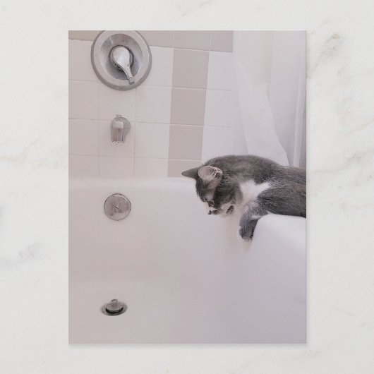 Carte postale Boris the Cute Nubber Kitty (Devant)