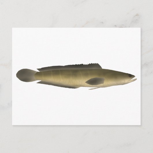 Carte Postale Borna Snakehead (Devant)