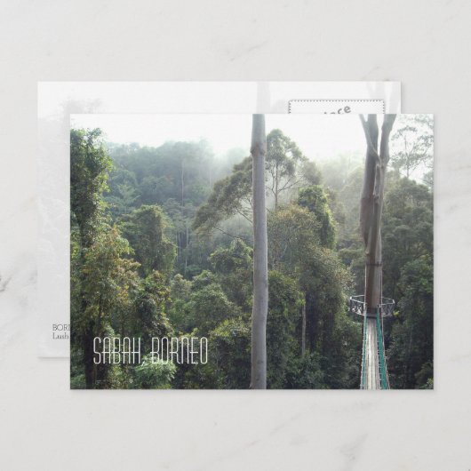Carte Postale Borneo Forêt tropicale Jungle Treetops Paysage Pho (Devant / Derrière)