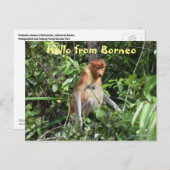 Carte Postale Borneo Proboscis Singe Indonésie Faune (Devant / Derrière)