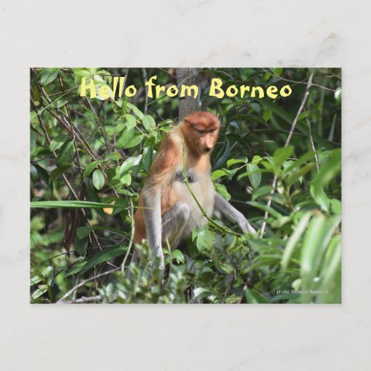 Carte Postale Borneo Proboscis Singe Indonésie Faune (Devant)