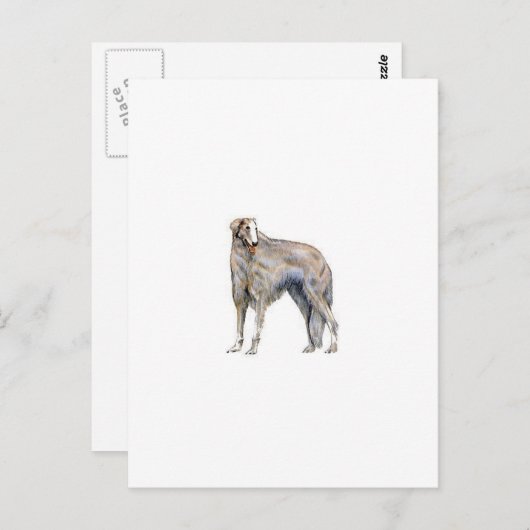 Carte Postale Borzoi (Devant / Derrière)