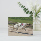 Carte Postale borzoi (Debout devant)