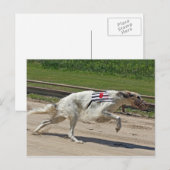 Carte Postale borzoi (Devant / Derrière)