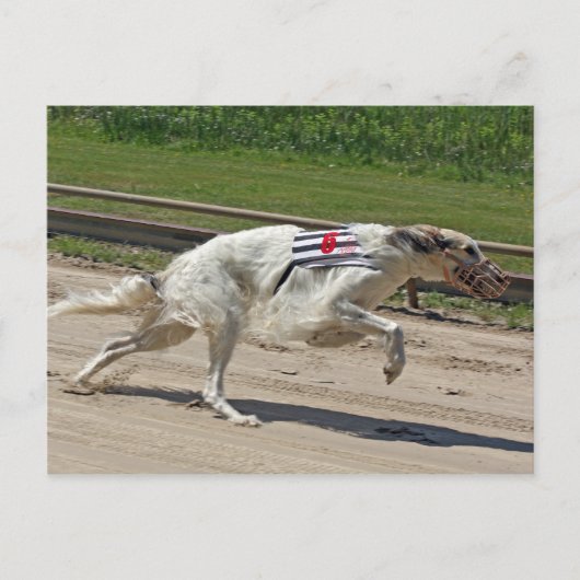 Carte Postale borzoi (Devant)