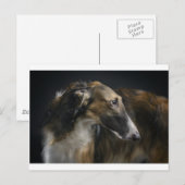 Carte Postale borzoi (Devant / Derrière)