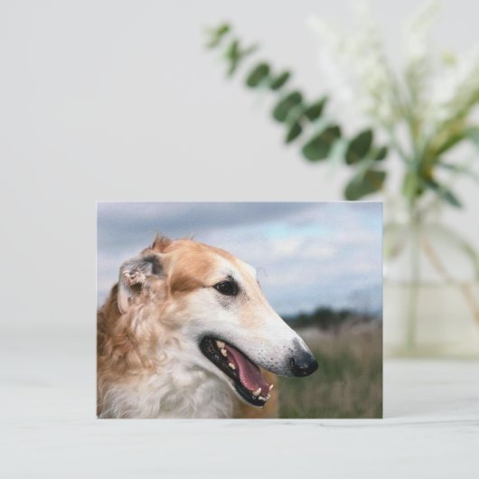 Carte Postale Borzoi (Debout devant)