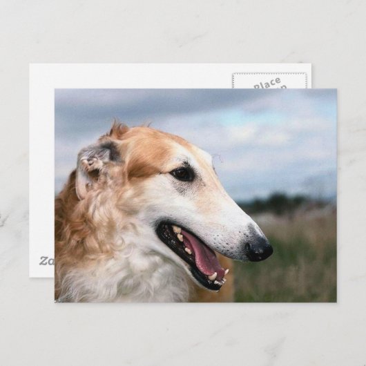 Carte Postale Borzoi (Devant / Derrière)
