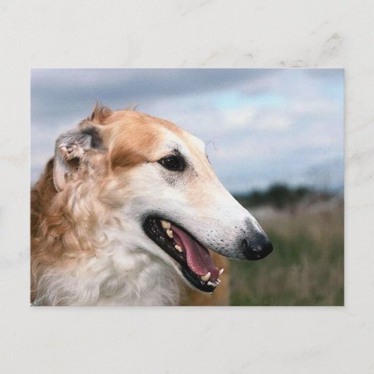 Carte Postale Borzoi (Devant)