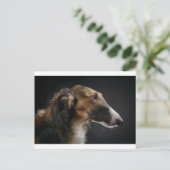 Carte Postale borzoi (Debout devant)