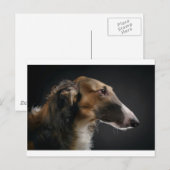 Carte Postale borzoi (Devant / Derrière)