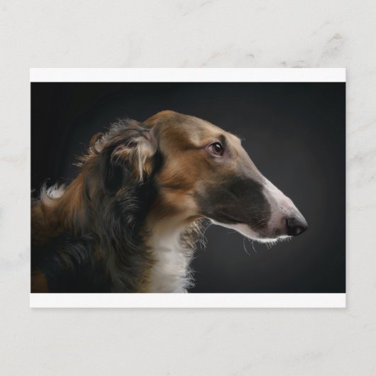 Carte Postale borzoi (Devant)
