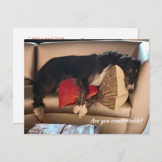 Carte postale Borzoi confortable (Devant / Derrière)