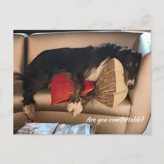 Carte postale Borzoi confortable (Devant)