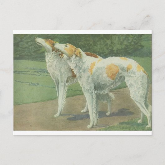 Carte Postale Borzoi (Wolfhound russe) (Devant)