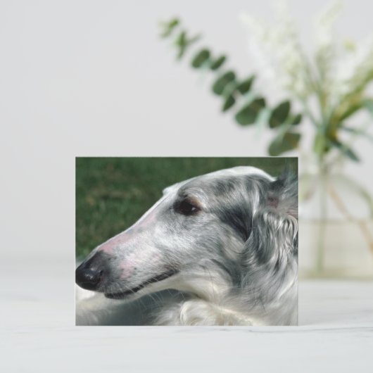 Carte Postale Borzoi, Wolfhound russe (Debout devant)