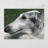Carte Postale Borzoi, Wolfhound russe (Devant)