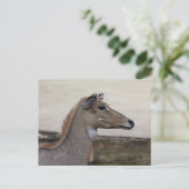Carte Postale Boselaphus tragocamelus (Debout devant)
