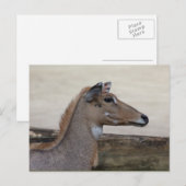 Carte Postale Boselaphus tragocamelus (Devant / Derrière)