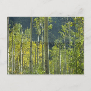 Carte Postale Bosquet de Trembles