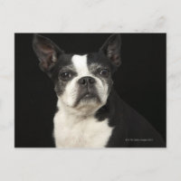 Bosten Terrier plus âgé sur arrière - plan noir